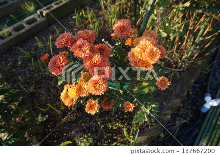 菊花 菊花 137667200