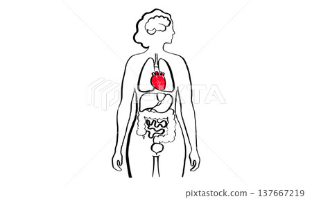 Human heart sketch Human heart sketch 137667219