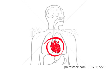 Human heart sketch Human heart sketch 137667220