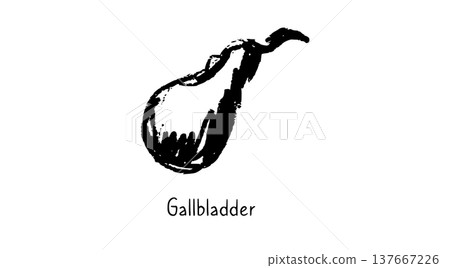 Human Gallbladder Sketch 137667226
