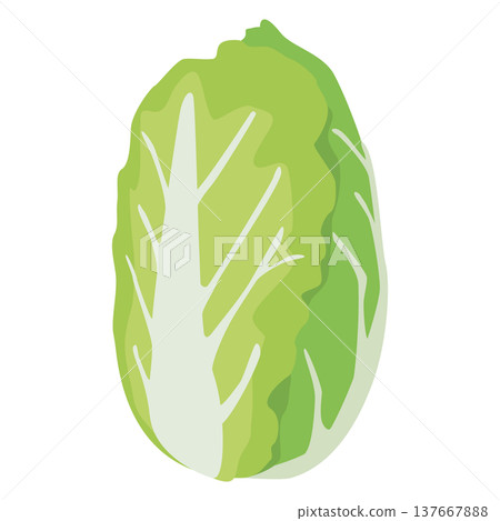 Simple illustration material of the vegetable/ingredient "Chinese cabbage" Simple illustration material of the vegetable/ingredient "Chinese cabbage" 137667888
