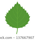 Simple illustration material of the vegetable/ingredient "shiso" (perilla). 137667907