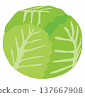 Simple illustration material of a cabbage vegetable/food ingredient. 137667908