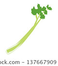 Simple illustration of celery, a vegetable/ingredient. 137667909
