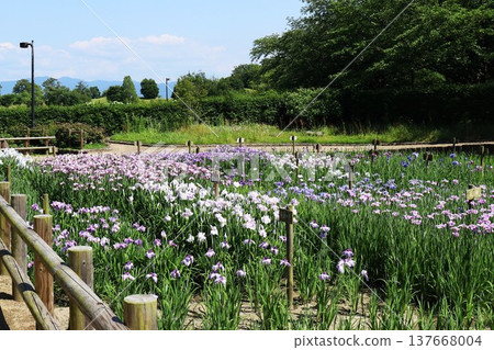 鳶尾花園 鳶尾花園 137668004