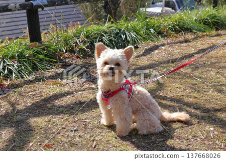 Walking a Chihuahua-Poodle mix Walking a Chihuahua-Poodle mix 137668026