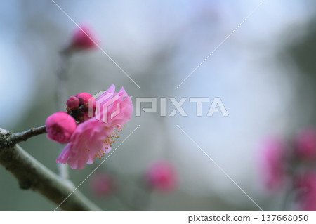 Pink plum blossoms and red buds blooming under the spring sky Pink plum blossoms and red buds blooming under the spring sky 137668050