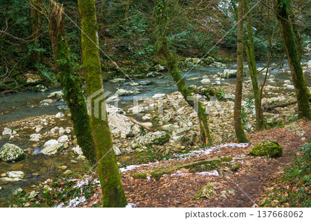 Mossy trees on the banks of a mountain river in winter Mossy trees on the banks of a mountain river in winter 137668062