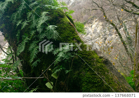 Ferns growing on the trunk of a tree in mountain forest Ferns growing on the trunk of a tree in mountain forest 137668071