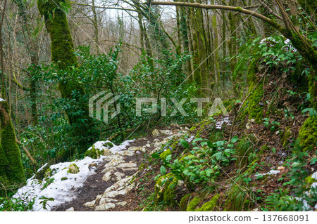 Footpath in the mountain subtropical forest with snow and green trees in winter 137668091
