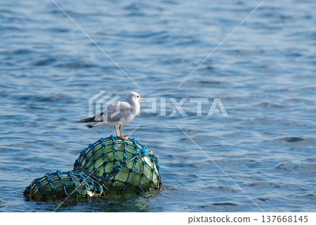 Black-headed gull perched on a buoy 137668145