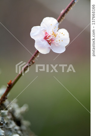 從老樹幹上垂下的梅花，宣告著春天的到來。 137668166