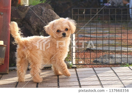 花園裡的吉娃娃和貴賓犬混種犬 花園裡的吉娃娃和貴賓犬混種犬 137668356