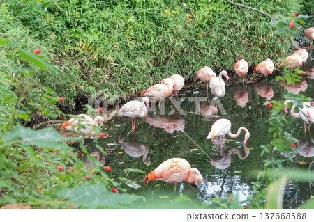 pink flamingos 137668388