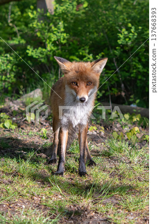 red fox 137668393