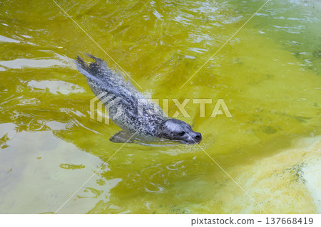 sea lion sea lion 137668419