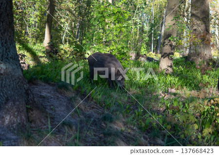 Wild boar Wild boar 137668423