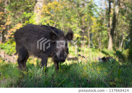 Wild boar Wild boar 137668424