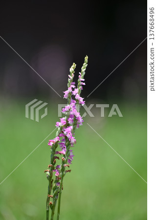中華卷唇蘭(Spiranthes sinensis)的花,一種野生蘭花。 中華卷唇蘭(Spiranthes sinensis)的花,一種野生蘭花。 137668496