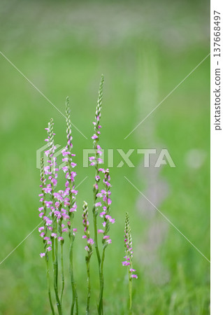 中華卷唇蘭（Spiranthes sinensis）的花，一種野生蘭花。 137668497