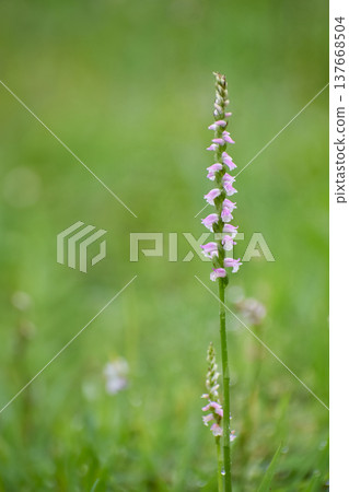 中華卷唇蘭(Spiranthes sinensis)的花,一種野生蘭花。 中華卷唇蘭(Spiranthes sinensis)的花,一種野生蘭花。 137668504