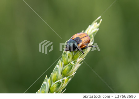 Beetle pest of grain crops, Kuzka, sits on a ripe ear of wheat Beetle pest of grain crops, Kuzka, sits on a ripe ear of wheat 137668690