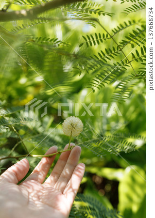 White, spherical flowers of Leucaena leucocephala on the palm of a hand White, spherical flowers of Leucaena leucocephala on the palm of a hand 137668734