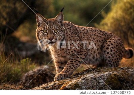 伊比利猞猁:站在沐浴在夕陽下的岩石上。 伊比利猞猁:站在沐浴在夕陽下的岩石上。 137668775