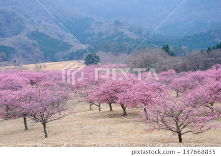 春日美景,櫻花盛開,群山環繞。 春日美景,櫻花盛開,群山環繞。 137668835