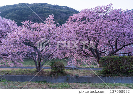 <靜岡縣> 南飯津町的河津櫻花在黎明時分盛開 137668952