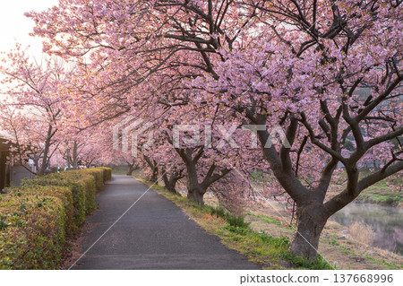 <Shizuoka Prefecture> Kawazu cherry blossoms in full bloom at dawn in Minamiizu Town 137668996