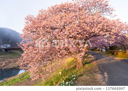 <靜岡縣> 南飯津町的河津櫻花在黎明時分盛開 137668997