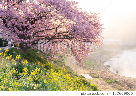 <靜岡縣> 南飯津町的河津櫻花在黎明時分盛開 137669000