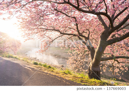 <Shizuoka Prefecture> Kawazu cherry blossoms in full bloom at dawn in Minamiizu Town <Shizuoka Prefecture> Kawazu cherry blossoms in full bloom at dawn in Minamiizu Town 137669003