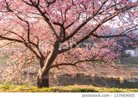 <Shizuoka Prefecture> Kawazu cherry blossoms in full bloom at dawn in Minamiizu Town <Shizuoka Prefecture> Kawazu cherry blossoms in full bloom at dawn in Minamiizu Town 137669005