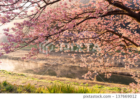 <靜岡縣> 南飯津町的河津櫻花在黎明時分盛開 137669012