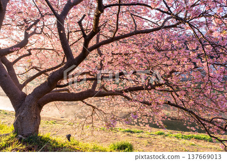 <靜岡縣> 南飯津町的河津櫻花在黎明時分盛開 137669013