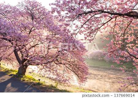 <靜岡縣> 南飯津町的河津櫻花在黎明時分盛開 <靜岡縣> 南飯津町的河津櫻花在黎明時分盛開 137669014