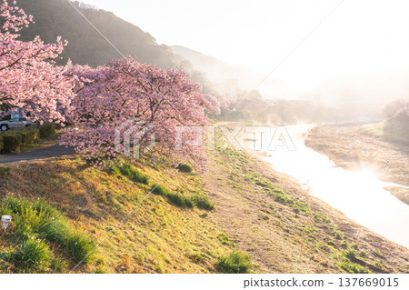 <Shizuoka Prefecture> Kawazu cherry blossoms in full bloom at dawn in Minamiizu Town <Shizuoka Prefecture> Kawazu cherry blossoms in full bloom at dawn in Minamiizu Town 137669015