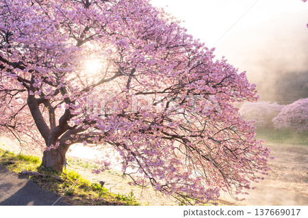 <Shizuoka Prefecture> Kawazu cherry blossoms in full bloom at dawn in Minamiizu Town <Shizuoka Prefecture> Kawazu cherry blossoms in full bloom at dawn in Minamiizu Town 137669017