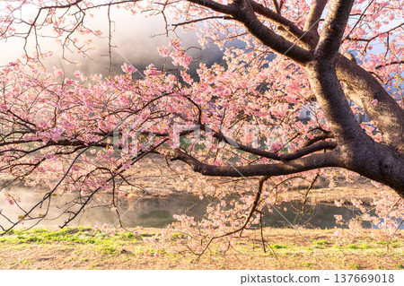 <Shizuoka Prefecture> Kawazu cherry blossoms in full bloom at dawn in Minamiizu Town <Shizuoka Prefecture> Kawazu cherry blossoms in full bloom at dawn in Minamiizu Town 137669018