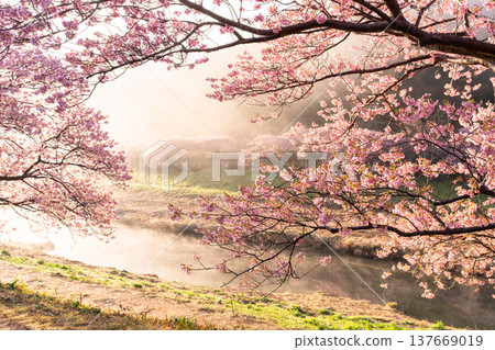<Shizuoka Prefecture> Kawazu cherry blossoms in full bloom at dawn in Minamiizu Town <Shizuoka Prefecture> Kawazu cherry blossoms in full bloom at dawn in Minamiizu Town 137669019