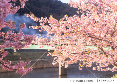 <靜岡縣> 南飯津町的河津櫻花在黎明時分盛開 137669027
