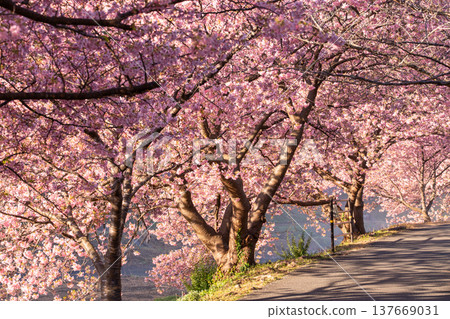 <Shizuoka Prefecture> Kawazu cherry blossoms in full bloom at dawn in Minamiizu Town 137669031
