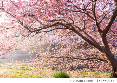 <Shizuoka Prefecture> Kawazu cherry blossoms in full bloom at dawn in Minamiizu Town 137669032