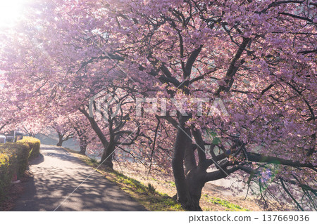 <靜岡縣> 南飯津町的河津櫻花在黎明時分盛開 137669036