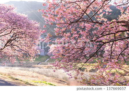 <靜岡縣> 南飯津町的河津櫻花在黎明時分盛開 137669037