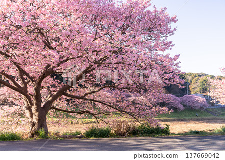 <靜岡縣> 南飯津町的河津櫻花在黎明時分盛開 137669042