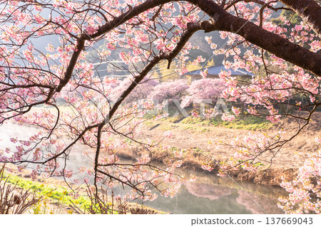 <靜岡縣> 南飯津町的河津櫻花在黎明時分盛開 137669043