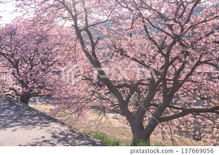 <靜岡縣> 南飯津町的河津櫻花在黎明時分盛開 137669056
